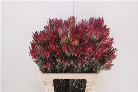 <h4>Leucad Sal Blush Ex</h4>