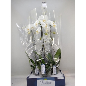 Phalaenopsis   ...white