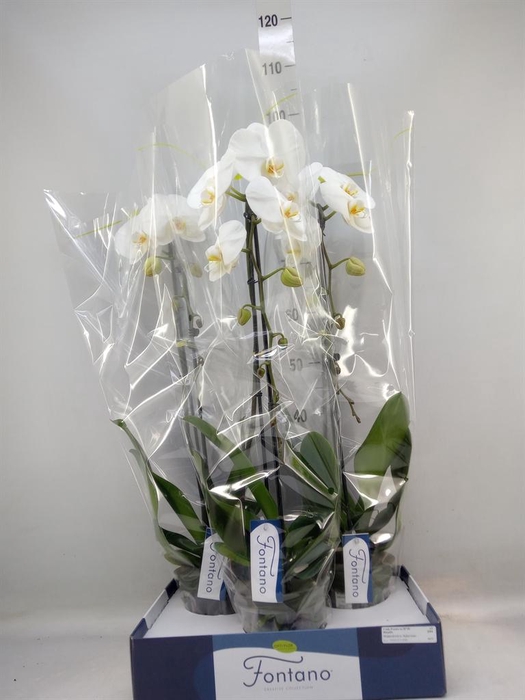 <h4>Phalaenopsis   ...white</h4>