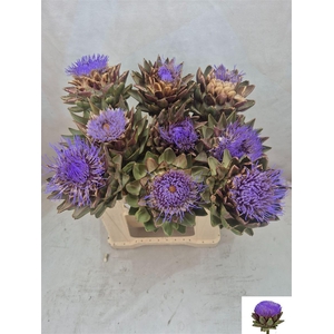 Cynara Sc Green Globe