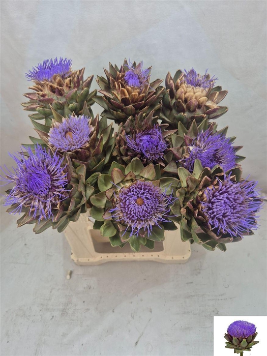 <h4>Cynara Sc Green Globe</h4>