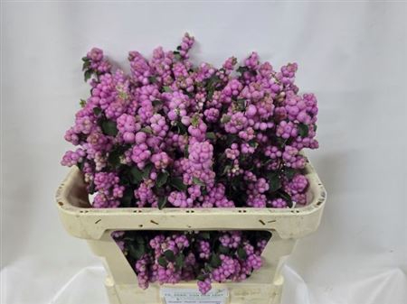 <h4>Sympho Mag Pink Elegance</h4>