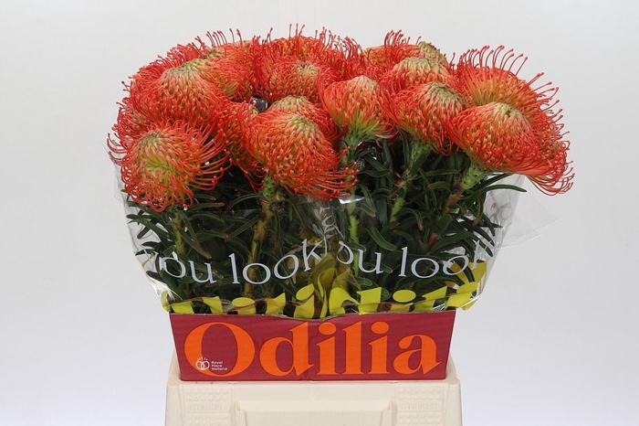 <h4>LEUCO CO SUCCESSION</h4>