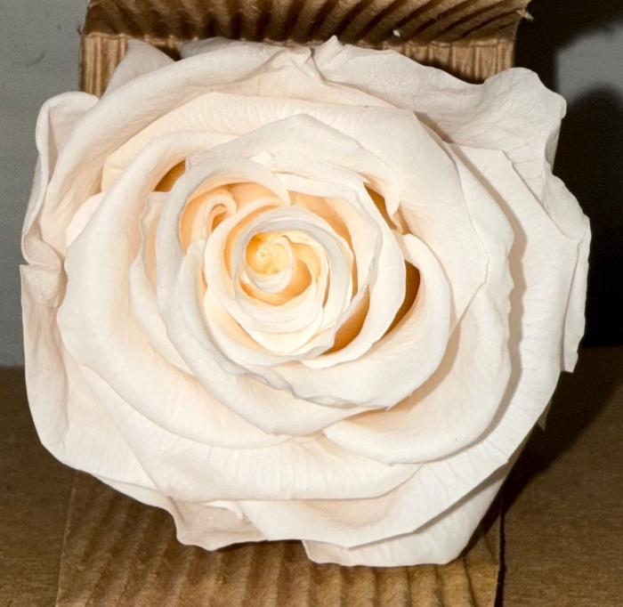 <h4>R PRESERVED XL IVORY</h4>