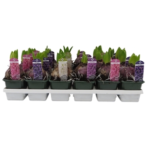 Hyacinthus orientalis gemengd 4 kleuren