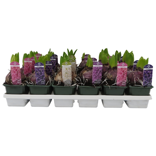 <h4>Hyacinthus orientalis gemengd 4 kleuren</h4>