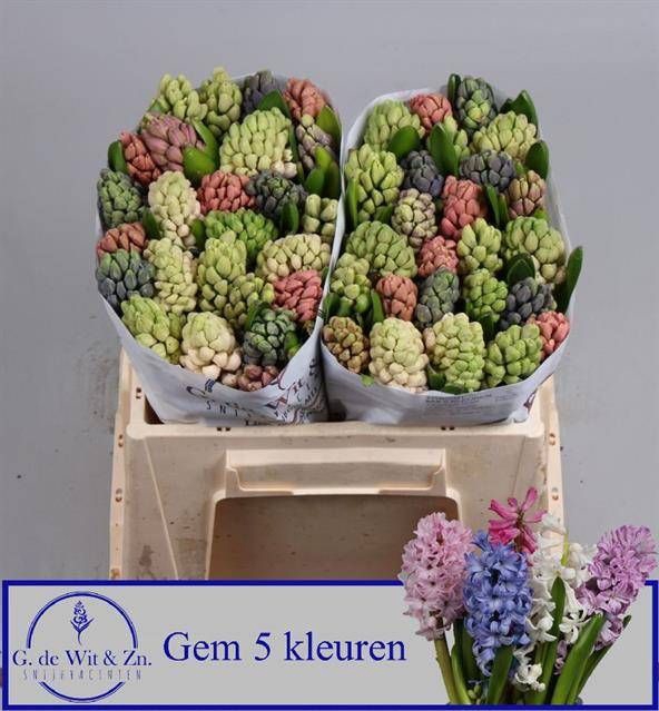 <h4>HYAC GEM 5 KLEUREN</h4>