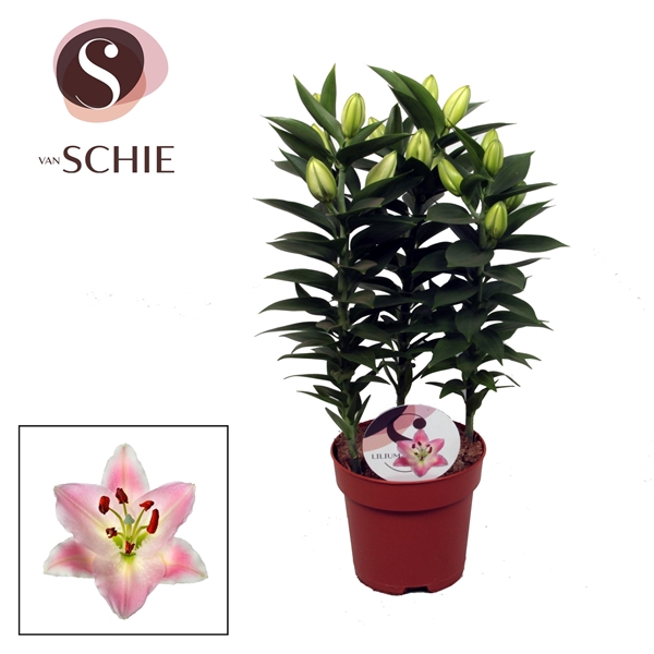 <h4>Lilium Souvenir 17cm</h4>