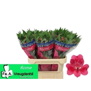 Alstroemeria Rome