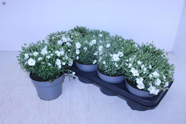 <h4>AREN MONTANA</h4>