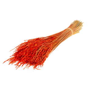 Rice Burnt Orange