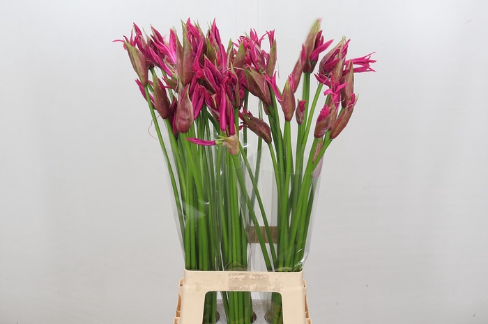 Nerine Roussy