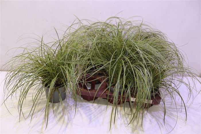 <h4>Care Brunnea</h4>