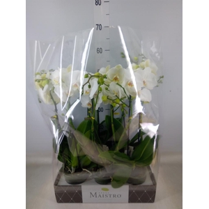 Phalaenopsis   ...white