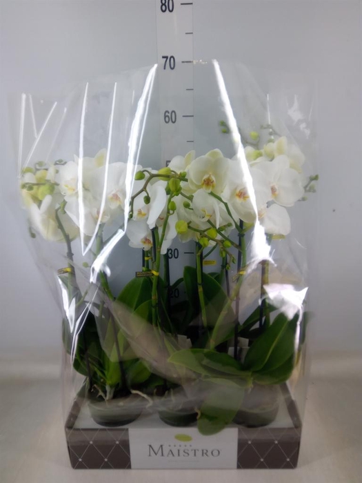 <h4>Phalaenopsis   ...white</h4>