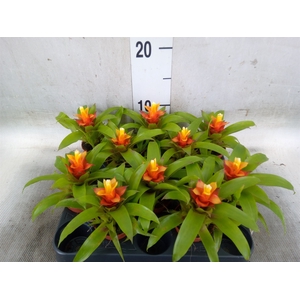 Guzmania  'Fairy'