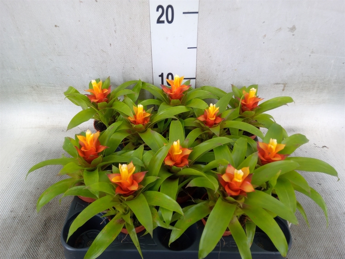 <h4>Guzmania  'Fairy'</h4>