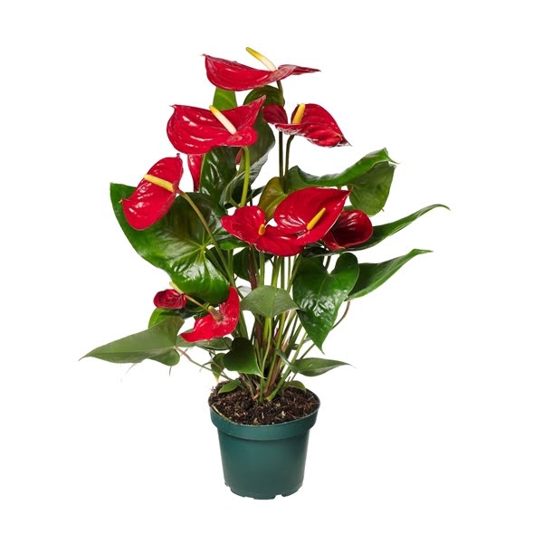 <h4>Anthurium Nevada 14cm</h4>