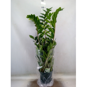 Zamioculcas zamiifolia