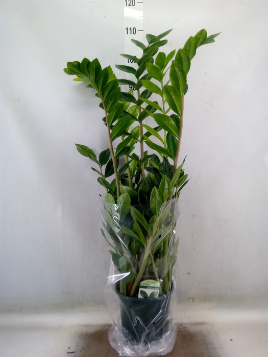 <h4>Zamioculcas zamiifolia</h4>
