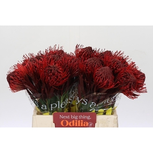 Nutans Painted Bordeaux