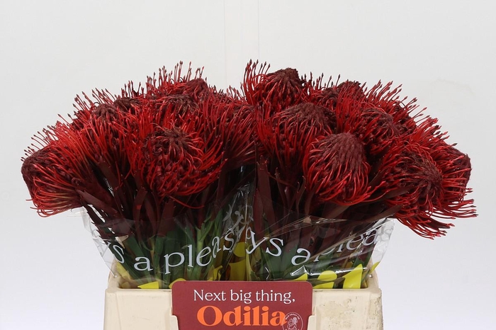 <h4>Nutans Painted Bordeaux</h4>