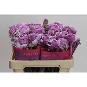 Ranunculus Romance Gascogne