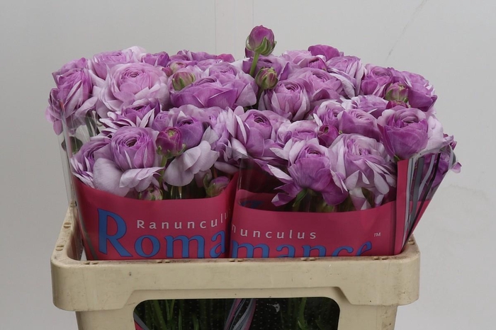 <h4>Ranunculus Romance Gascogne</h4>
