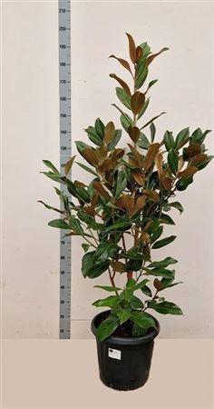 <h4>Magn Grandiflora</h4>