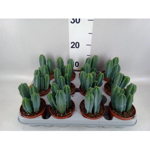Cereus   ...