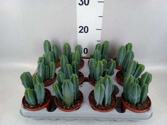 <h4>Cereus   ...</h4>