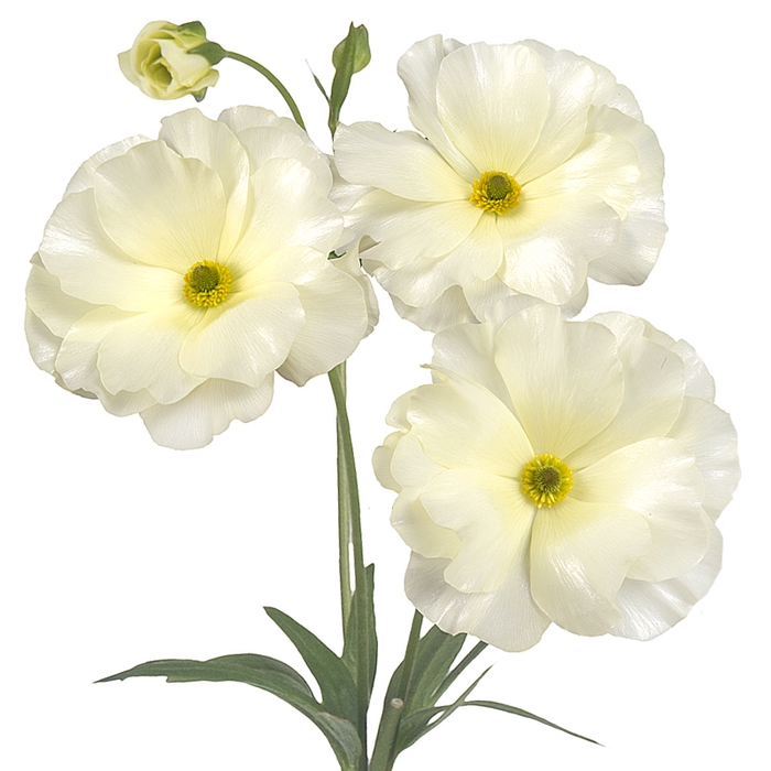 <h4>Ranunculus Butterfly Graces</h4>