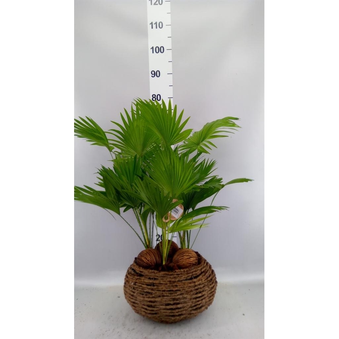 <h4>Livistona rotundifolia</h4>