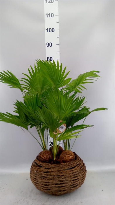 Livistona rotundifolia