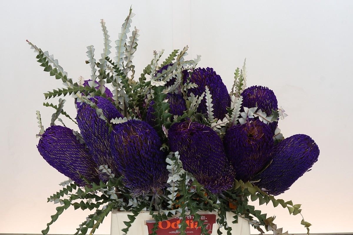 <h4>Banksia Spec. Pink</h4>