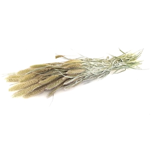 DRIED FLOWERS - SETARIA frosted white