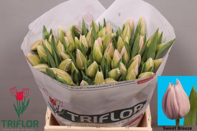 <h4>TU EN SWEET BREEZE</h4>