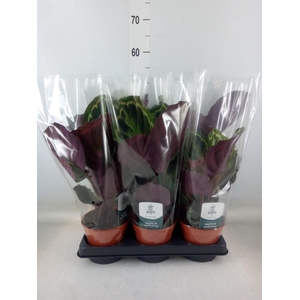 Calathea  'Medallion'