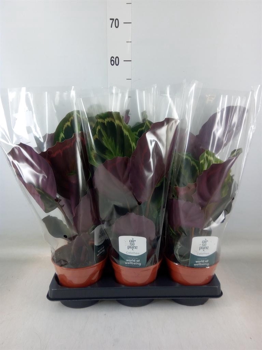 <h4>Calathea  'Medallion'</h4>