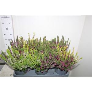 ** Callu Wibos Twin*autum Promo*