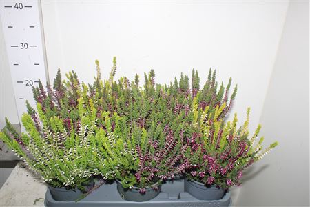 <h4>** Callu Wibos Twin*autum Promo*</h4>