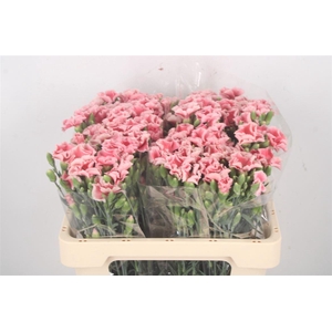 Di Symply Salmon Rose