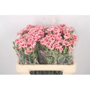 Di Symply Salmon Rose