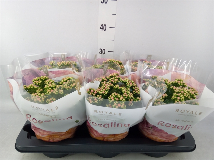 <h4>Kalanchoe blos. 'RosDon Alano'</h4>