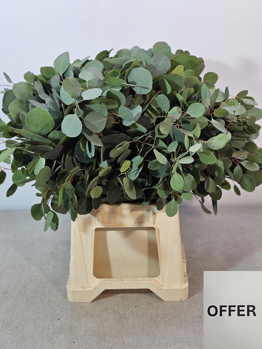 <h4>EUC POPULUS PB</h4>