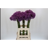 Allium Gladiator