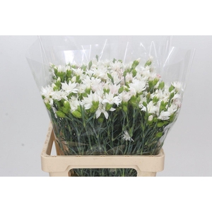 Dianthus Tr Snow Tessino