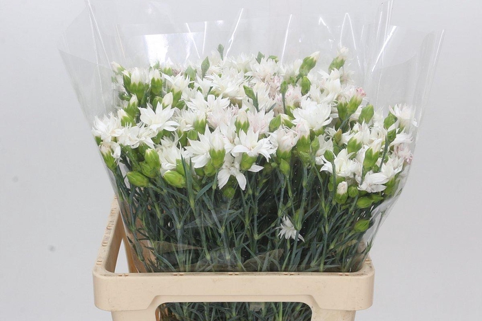 <h4>Dianthus Tr Snow Tessino</h4>