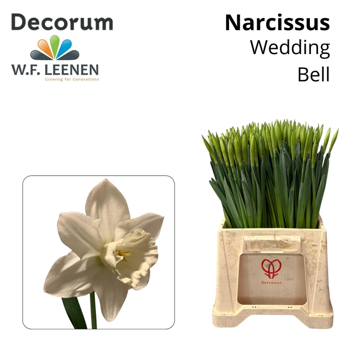 <h4>Narcissus Wedding Bell 566</h4>