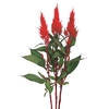CELOSIA PLUMOSA CENTURY RED 050 CM